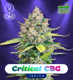 Critical Cbg - Feminized Cannabis Seeds