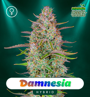 Damnesia - Féminisé