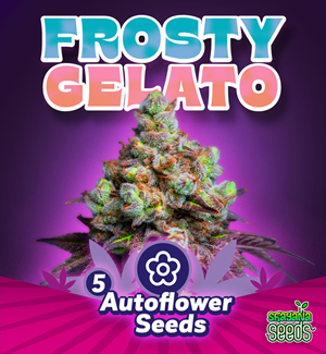 Frosty Gelato - Autoflower