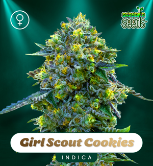 Girl Scout Cookies - Feminised