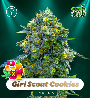 Girl Scout Cookies - Feminized