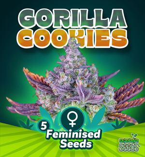 Gorilla Cookies - Feminised