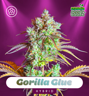 Gorilla Glue - Autoflower