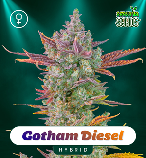 Gotham Diesel - Feminizada