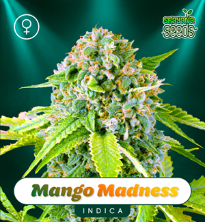 Mango Madness - Shayana Seeds