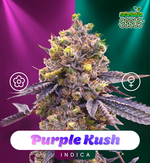 Purple Kush - Auto & Fem