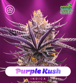 Purple Kush - Autofloración