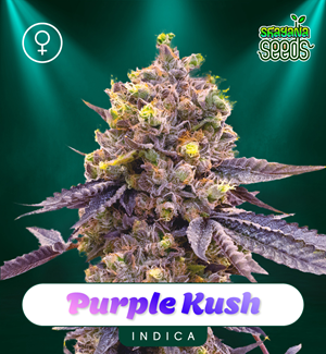 Purple Kush - Feminizada