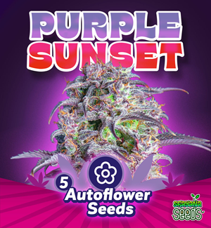 Purple Sunset - Autoflower