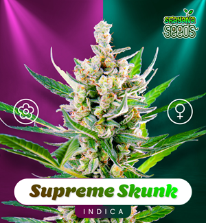 Supreme Skunk - Shayana Seeds