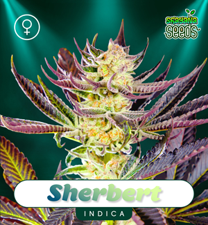 Sherbert - Shayana Seeds