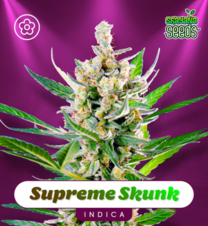Super Skunk - Autoflower