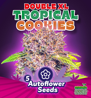 Double Xl Tropical Cookies - Autoflower