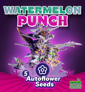 Watermelon Punch - Autoflower