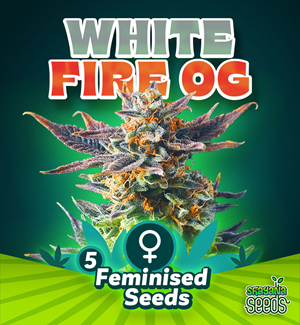 White Fire Og - Feminised