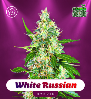 White Russian - Autoflower