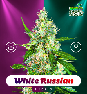 White Russian - Shayana Seeds