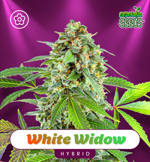 White Widow - Autoflower