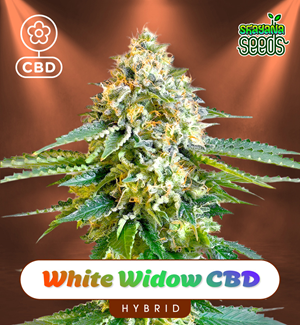 White Widow Cbd - Autofloraison