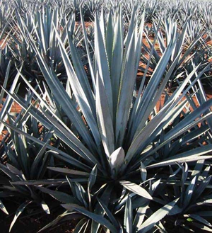 Graines Agave Tequilana 