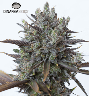 Dinafem - Purple Orange Cbd