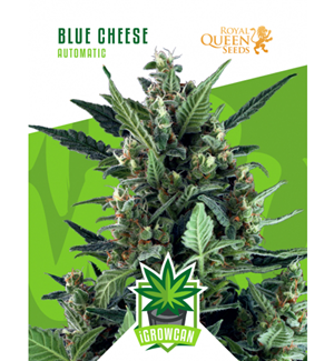 Igrowcan - Blue Cheese Automatic