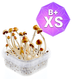 B Plus Growkit – Xs