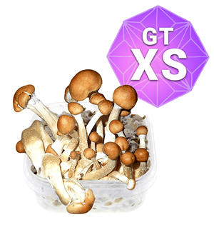 Golden Teacher Growkit – Xs