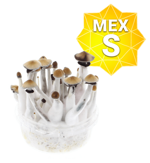 Mexican Growkit - Small