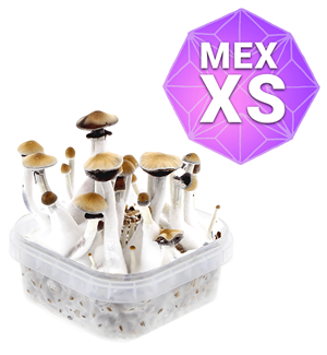 Mexican Growkit - Xs