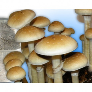 Magic Mushroom - Psilocybe Cubensis - Colombian