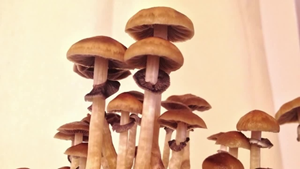 Magic Mushroom - Psilocybe Cubensis - Ecuadorian