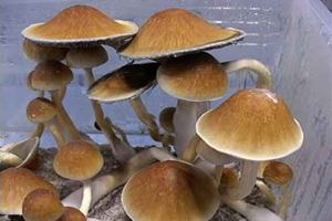 Magic Mushroom - Psilocybe Cubensis - Mexican