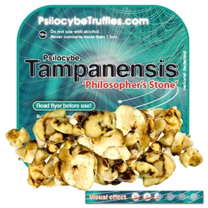Psilocybe Tampanensis Promotion Pack