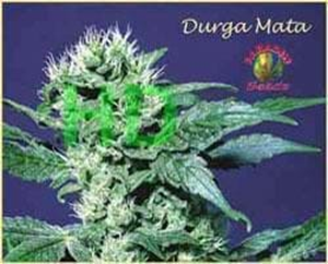 Paradise Seeds - Durga Mata