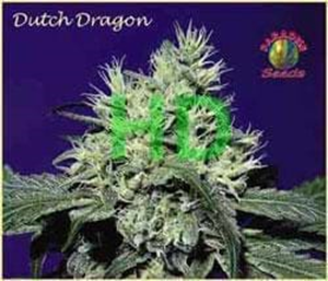 Paradise Seeds - Dutch Dragon