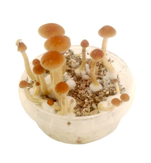Returned Magic Mushroom Grow Kit