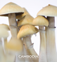 CAMBODIA_Growkit_01.jpg CAMBODIA - Magic Mushroom Growkit
