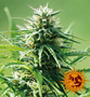 Cannabis_Seeds_Barneys_Sweet_Tooth_01.png Barneys Farm - Sweet Tooth