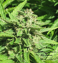 Cannabis_Seeds_Dutch_Passion_Think_Fast_01.png Dutch Passion - Think Fast