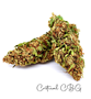 Critical_CBG_01_Shayana_Cannabis_Seeds.jpg Critical CBG - Feminized Cannabis Seeds