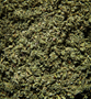 DUTCH_ORANGE_Premium_Cannabis_Blends.jpg DUTCH ORANGE BUBBLEGUM