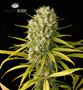 Dinafem_Original_Amnesia.png FREE Premium Cannabis Seeds