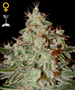 Green_House_Lemon_Skunk_2072.jpg FREE Premium Cannabis Seeds
