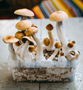 Growkit_Golden_Teacher_Magic_Mushrooms.jpg MCKENNAII - Kit di Coltivazione di Funghi Magici