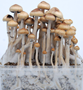 Growkit_MAZATAPEC_Magic_Mushrooms_Xtra01.jpg MAZATAPEC - Kit de cultivo de Setas Mágicas