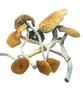 Growkit_Magic_Mushrooms_Dry.jpg GOLDEN TEACHER - Magic Mushroom Growkit