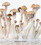 Growkit_TREASURE_COAST_MagicMushrooms_00.jpg TREASURE COAST - Magic Mushroom Growkit