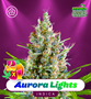 ShayanaSeeds_AuroraLights_AutoPromo.jpg Aurora Lights - Auto & Fem