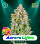 ShayanaSeeds_AuroraLights_FemPromo.jpg Aurora Lights - Auto & Fem